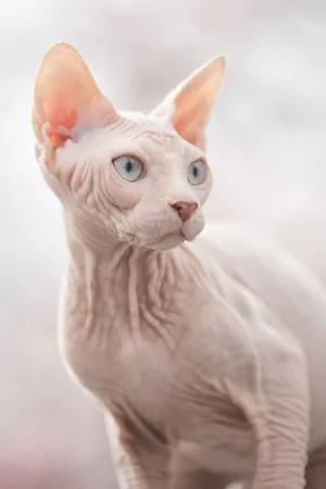 Captivating Gaze Of The Royalty: A Portrait Of The Sphynx Cat Wallpaper