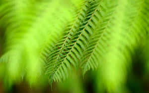 Captivating Green Fern Wallpaper Wallpaper