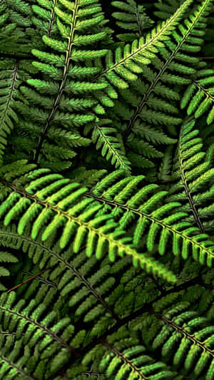 Captivating Green Fern Wallpapers Wallpaper