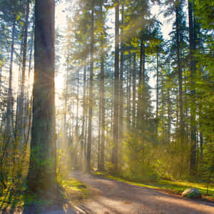 Captivating Green Forest Path Wallpaper