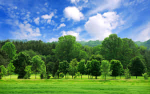 Captivating Green Landscape Wallpaper