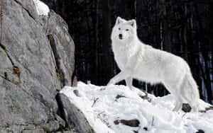 Captivating Grey Wolf Roaming The Lush Green Forest Wallpaper