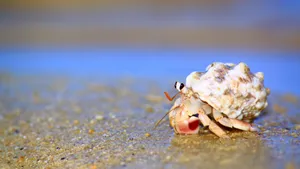 Captivating Hermit Crab Resting On Tropical Sandy Shore Wallpaper