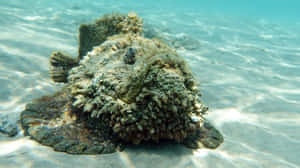 Captivating Image Of A Stonefish In Its Natural Habitat Wallpaper