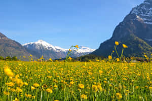 Captivating Landscape Of Glarus, Switzerland Wallpaper