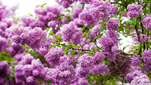 Captivating Lilac Tree In Full Bloom Wallpaper