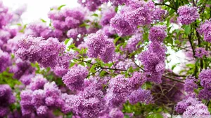 Captivating Lilac Tree In Full Bloom Wallpaper