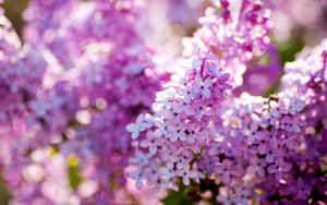 Captivating Lilac Tree In Full Blossom Wallpaper