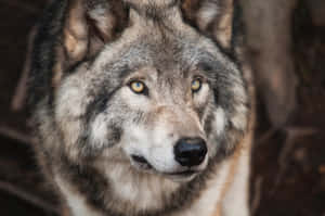 Captivating Lone Wolf In A Mystical Forest Wallpaper