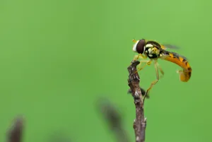 Captivating Macro Beauty Wallpaper