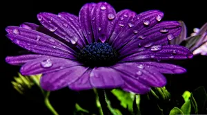 Captivating Macro Shot Of Cape Marguerite Purple Flowers Wallpaper