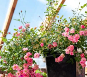 Captivating Miniature Roses In Full Bloom Wallpaper