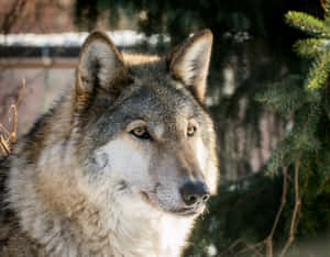 Captivating Moment: A Lone Wolf Stands Proud In The Wilderness Wallpaper