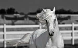 Captivating Monochrome Landscape Wallpaper