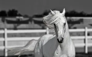 Captivating Monochrome Landscape Wallpaper