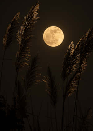 Captivating Moonlit Night Wallpaper