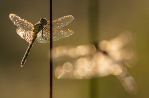 Captivating Nature Close-up Wallpaper