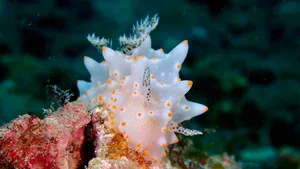 Captivating Nudibranch In The Ocean Depths Wallpaper