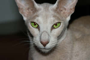 Captivating Oriental Shorthair Cat Wallpaper