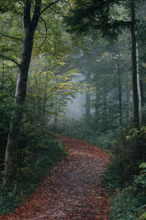 Captivating Path Through Foggy Forest Wallpaper