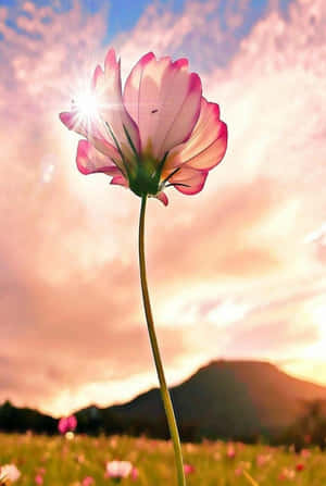 Captivating Petals: An Exquisite Flower Portrait Wallpaper