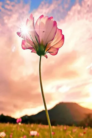 Captivating Petals: An Exquisite Flower Portrait Wallpaper