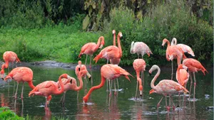 Captivating Pink Flamingos Standing In Shallow Water Wallpaper