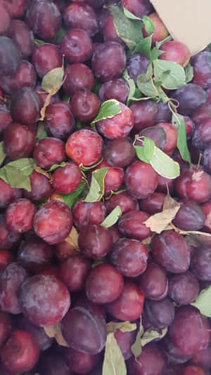 Captivating Purple Plums Wallpaper