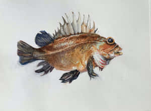 Captivating Quillback Rockfish In Deep Blue Sea Wallpaper