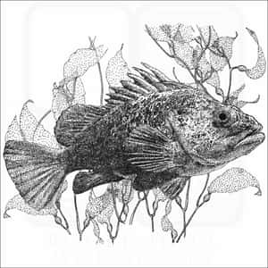 Captivating Quillback Rockfish Swimming Deep In Ocean Waters Wallpaper