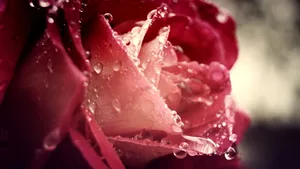 Captivating Raindrops On A Vibrant Rose Wallpaper
