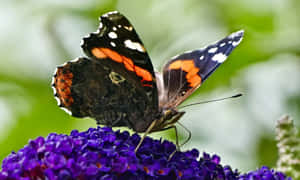 Captivating Red Admiral Butterfly In Its Natural Habitat Wallpaper