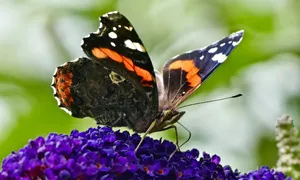Captivating Red Admiral Butterfly In Its Natural Habitat Wallpaper