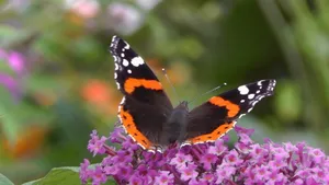 Captivating Red Admiral Butterfly On Natural Background Wallpaper