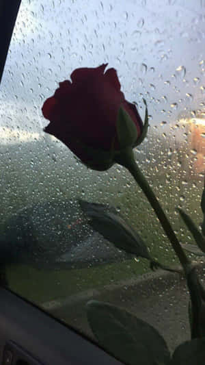 Captivating Red Rose In Rain Wallpaper