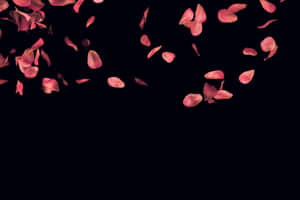 Captivating Red Rose Petal Wallpaper