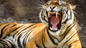 Captivating Roar: Majesty Of The Wilderness In Hd Wallpaper