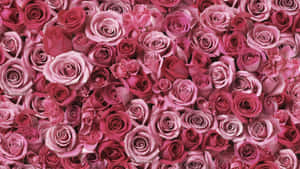 Captivating Rose Art In Full Bloom Wallpaper