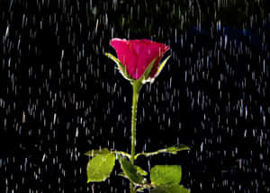 Captivating Rose In Rain Wallpaper Wallpaper