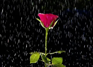 Captivating Rose In Rain Wallpaper Wallpaper