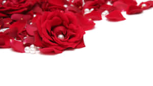 Captivating Rose Petal Close-up Wallpaper