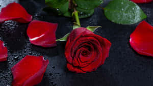 Captivating Rose Petal Close-up Wallpaper