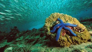 Captivating Royal Blue Starfish Wallpaper