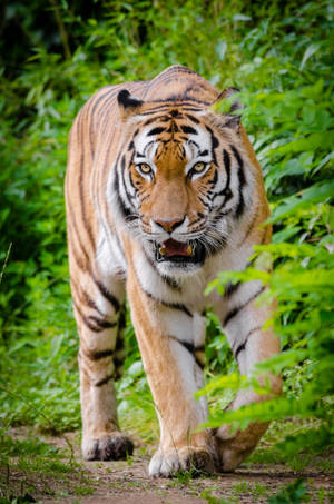 Captivating Siberian Tiger In High Definition Wallpaper