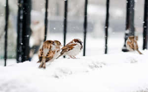 Captivating Snow Bird Perched On A Pine Branch Wallpaper