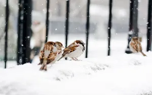 Captivating Snow Bird Perched On A Pine Branch Wallpaper