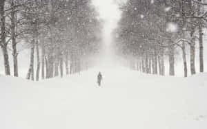 Captivating Snowstorm In A Serene Winter Landscape Wallpaper