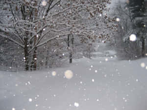 Captivating Snowstorm In The Forest Wallpaper
