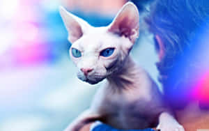 Captivating Sphinx Cat Wallpaper