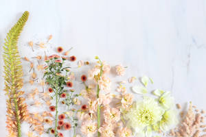 Captivating Spring Aesthetic With Beautiful Flowers On Stem Wallpaper